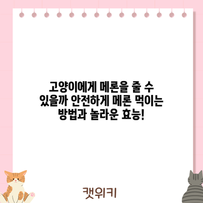 고양이에게 메론을 줄 수 있을까? 안전하게 메론 먹이는 방법과 놀라운 효능!
