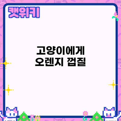 고양이에게 오렌지 껍질