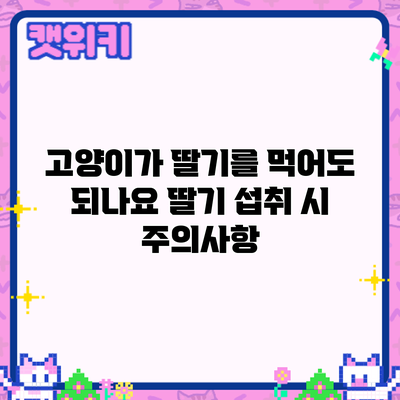 고양이가 딸기를 먹어도 되나요? 딸기 섭취 시 주의사항