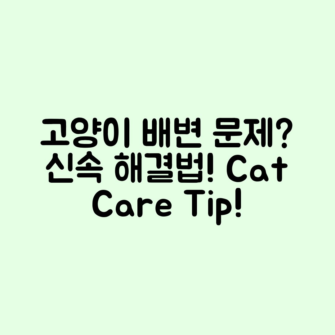 고양이 배변 문제, 어떻게 해결할까요?